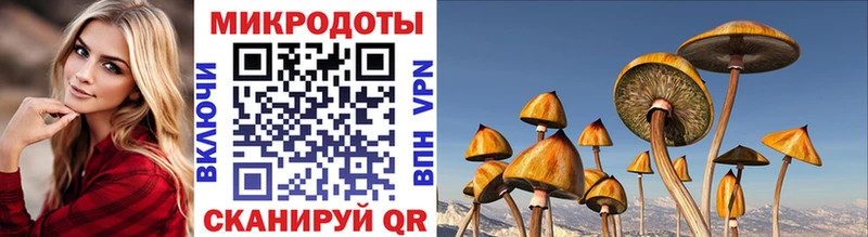 Галлюциногенные грибы Cubensis  Осинники 